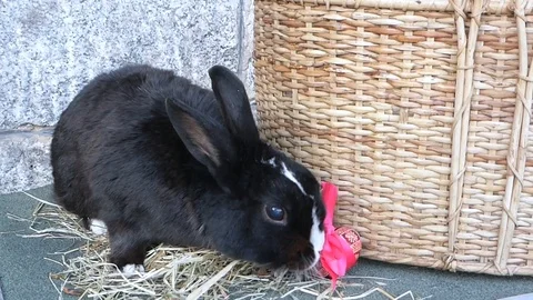 Black Easter rabbit 2 Stock Footage 87660366