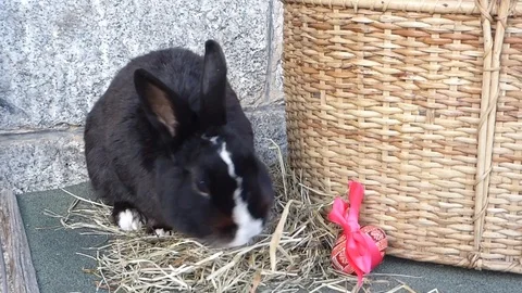 Black Easter rabbit 3 Stock Footage 87660501