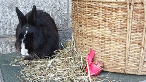 Black Easter rabbit Stock Footage 87660354