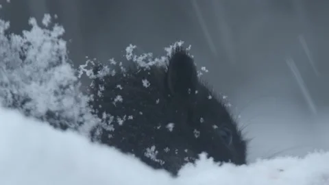 Black Eastern Gray Squirrel Feeding Behind Snowy Branch Stock Footage 231734705