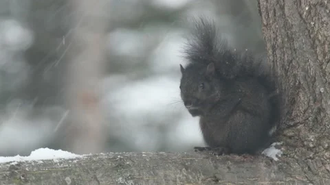 Black Eastern Gray Squirrel hunkered on Snowy Branch Stock Footage 231731423