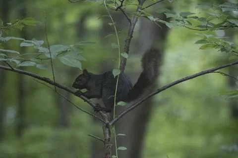 A black Eastern Gray Squirrel (Sciurus carolinensis). Stock Photos