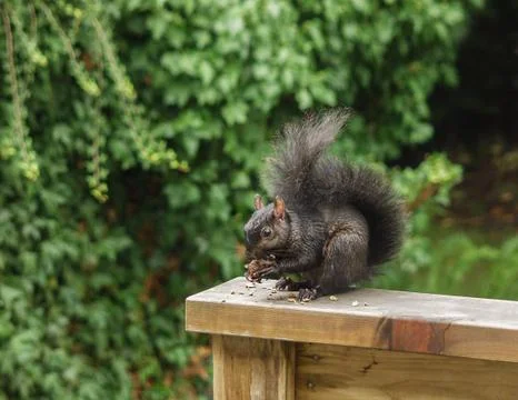 Black Eastern Grey Squirrel eating walnuts on a wooden railing. Stock Photos