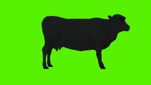 Black -eating grass in a standing position from the angle of the armpit Stock Footage 246731313