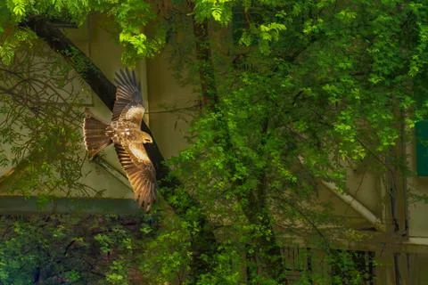 Black Egale in the flight Stock Photos