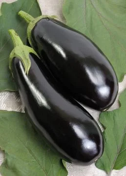 Black eggplants Stock Photos