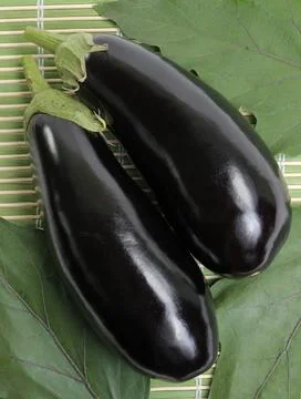 Black eggplants Stock Photos