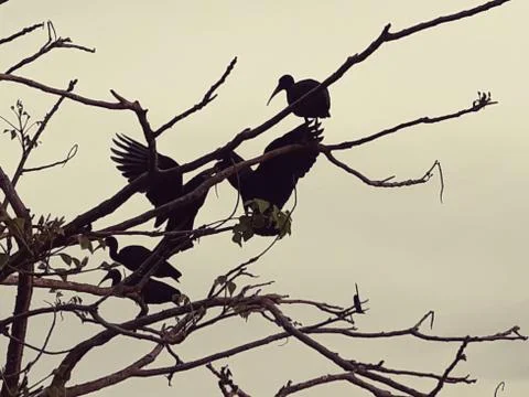 Black egrets perched on tree branches Stock Photos