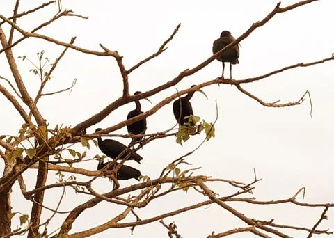 Black egrets perched on tree branches Stock Photos