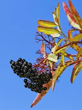 Black elder berries Stock Photos
