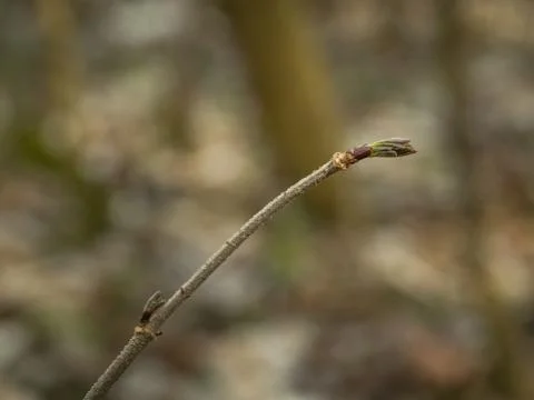 Black elder with buds Stock Photos