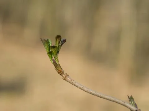 Black elder with buds Stock Photos