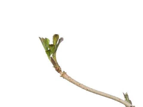 Black elder with buds Stock Photos