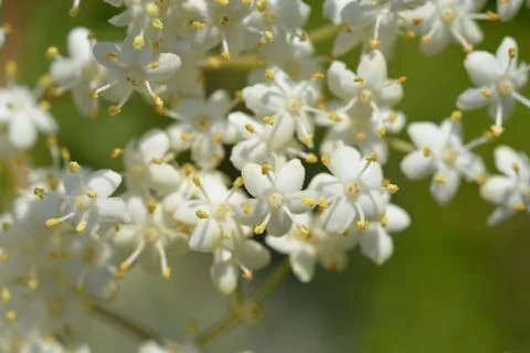 Black Elder Stock Photos