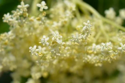 Black Elder Stock Photos