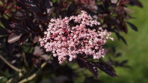 Black elder, Sambucus nigra Stock Footage 101438298