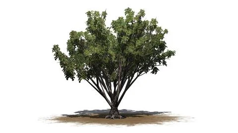 Black Elder shrub on a sand area - isolated on white background Stock Illustration