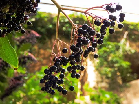 Black elderberry with blurred background Stock Photos