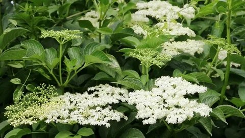 Black elderberry Stock Footage 109558707