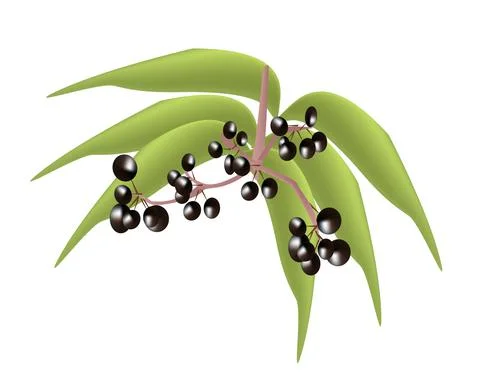 Black elderberry Stock Illustration