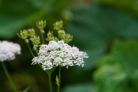 Black elderberry Stock Photos