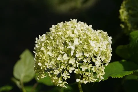 Black elderberry Stock Photos