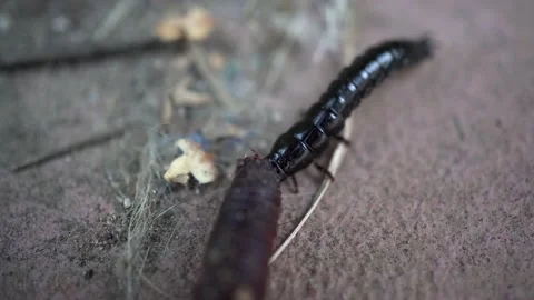 A black elongated beetle eats a worm. An aggressive insect attacked an earthworm Stock Footage 200852256
