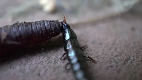 A black elongated beetle eats a worm. An aggressive insect attacked an earthworm Stock Footage 200852308