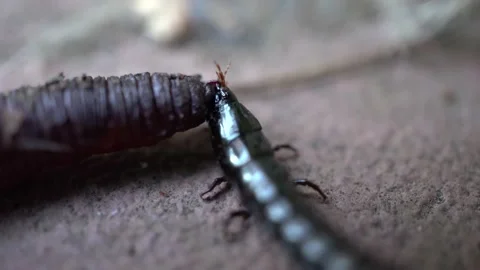A black elongated beetle eats a worm. An aggressiv Stock Footage 228832436