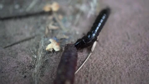 A black elongated beetle eats a worm. Stock Footage 228832487