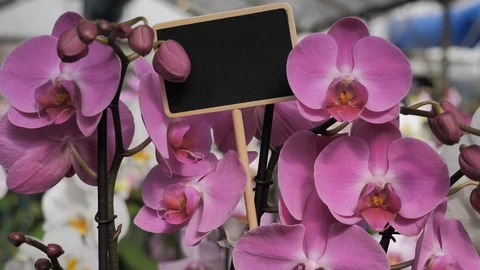 Black empty sign with orchids blooming surrounding it Stock Footage 98747348