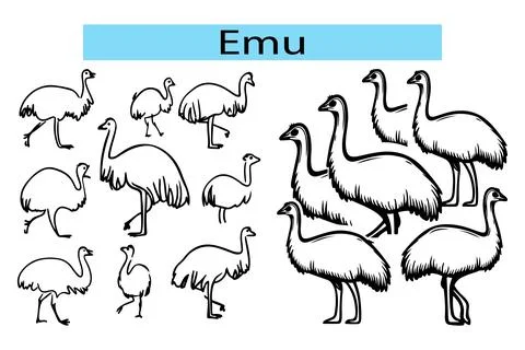 Black Emu outline vector illustration Stock-Illustration
