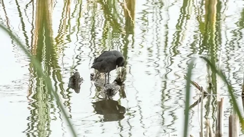 Black eurasian coot bird standing on log in wetlands and cleaning feathers .. Video stock 75393717