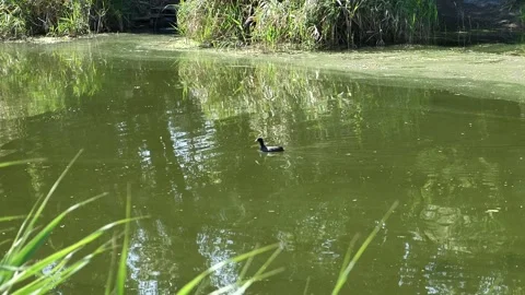 Black eurasian coot bird swimming in a green pond with duckweed. Stock Footage 342501142