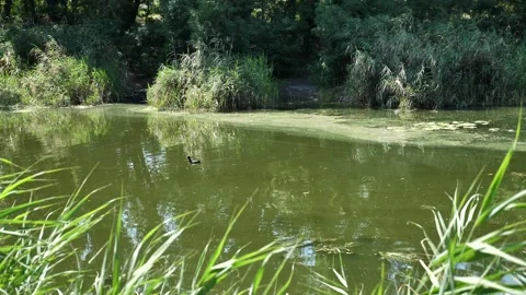 Black eurasian coot bird swimming in a green pond with duckweed. Stock Footage 342501157