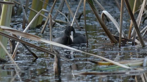 Black Eurasian coot foraging in dry reed thicket Stock Footage 330317521