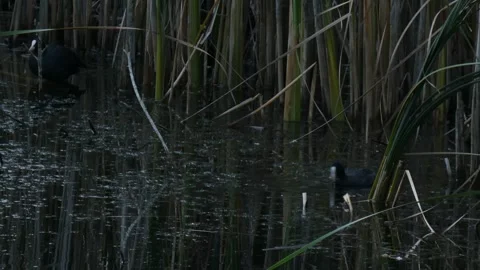Black Eurasian coot (Fulica atra) foraging in dark marsh waters Stock Footage 330727357