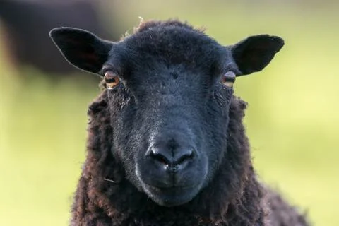 Black ewe sheep face Stock Photos