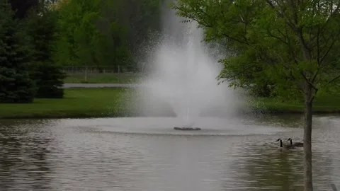 Black Eye Susan 動画素材 234963335