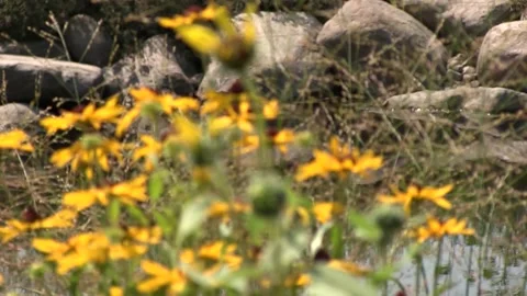 Black-eye Susans with Rack Focus Stock Footage 132138722