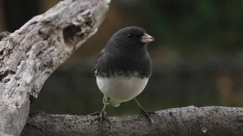 Black Eyed Junco Full Front Body Closeup Stock Footage 68951059