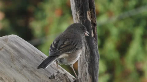Black Eyed Junco Perched Backside Stock Footage 68950179