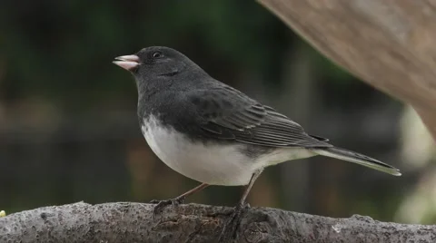 Black Eyed Junco Perched Front Closeup Stock Footage 68950586