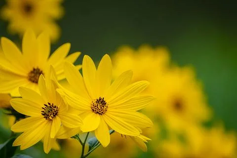 Black-eyed Susan blooms - bright yellow flowers with copy space Stock Photos