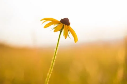 Black-eyed Susan in front of meadow sunset Stock Photos