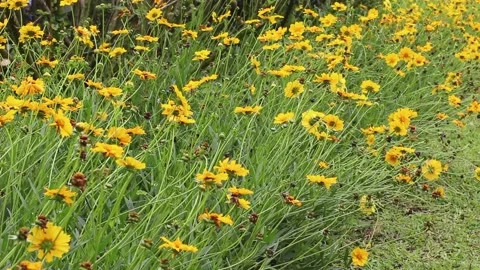 Black-Eyed Susan plants Video stock 168317331