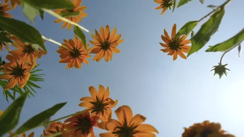 Black-eyed Susans blooming in summer Video stock 342902553