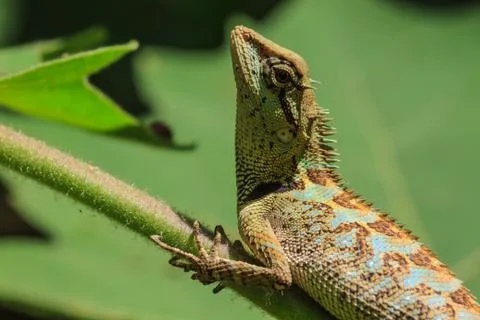 Black face lizard, tree lizard on tree Stock Photos