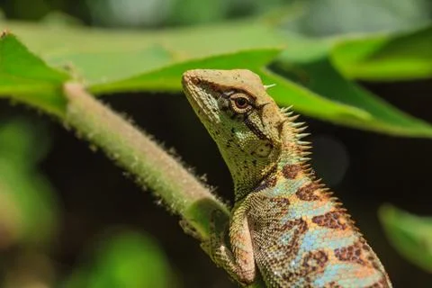 Black face lizard, tree lizard on tree Stock Photos