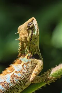 Black face lizard, tree lizard on tree Foto stock